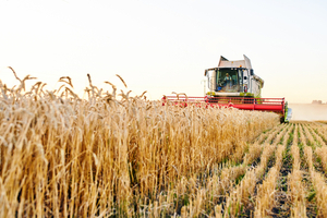UGP expresa preocupación por impacto de enfermedades sobre producción de trigo