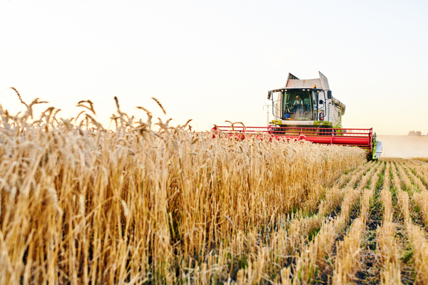 UGP expresa preocupación por impacto de enfermedades sobre producción de trigo