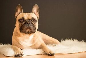 Mascotas: Bacterias en la piel de los animales - Mascotas - ABC Color