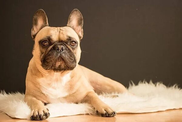 Mascotas: Bacterias en la piel de los animales - Mascotas - ABC Color
