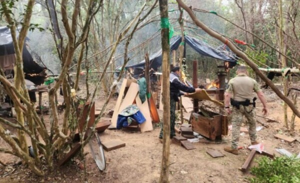 Inician operativo contra producción de marihuana en Concepción