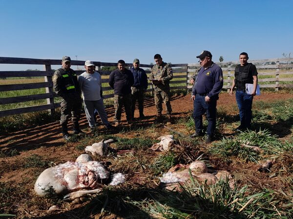 Loreto registra nuevo caso de abigeato | Radio Regional 660 AM
