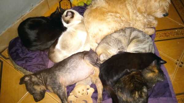Mascotas de un refugio son atacadas todo el tiempo, denuncia