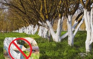 Prohíben pintar con cal los troncos de árboles en Hernandarias