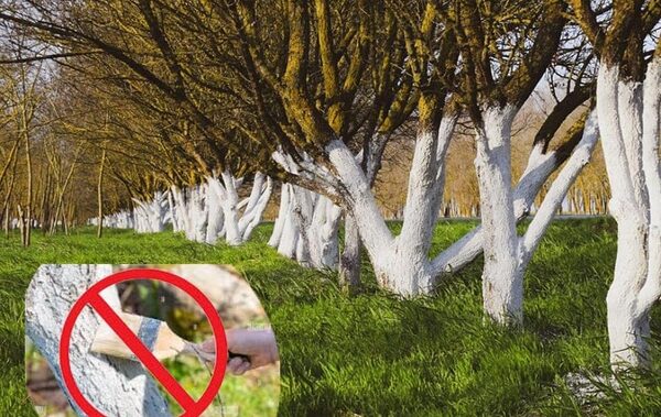 Prohíben pintar con cal los troncos de árboles en Hernandarias