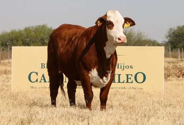 Cabaña Galileo ofrece “años de selección” Braford, Brahman y Brangus, hoy lunes