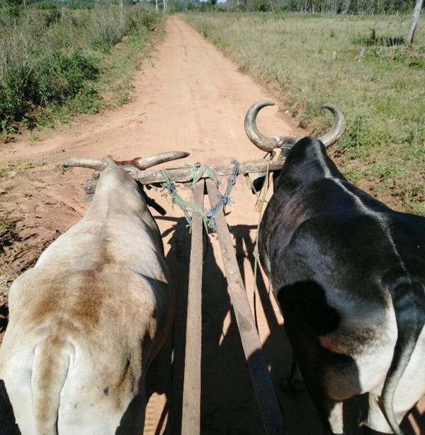 En 48 horas, dos abigeatos golpean a familias rurales de Loreto