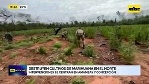 Video: destruyen cultivos de marihuana en el norte  - ABC Noticias - ABC Color