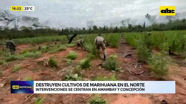 Video: destruyen cultivos de marihuana en el norte - ABC Noticias - ABC Color