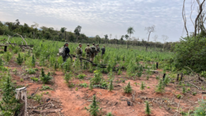 Destruyen 42 toneladas de marihuana en Yby Yaú
