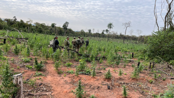 Destruyen 42 toneladas de marihuana en Yby Yaú