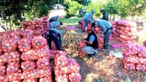 Ybytymí: productores de cebolla advierten que cerrarán  rutas si Gobierno no controla contrabando  - Nacionales - ABC Color
