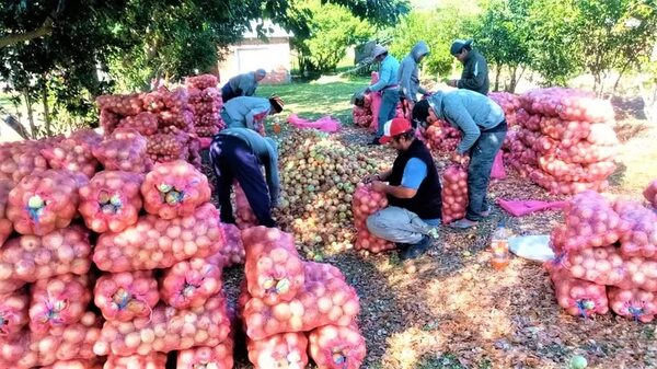 Ybytymí: productores de cebolla advierten que cerrarán rutas si Gobierno no controla contrabando - Nacionales - ABC Color