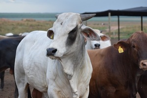 Precio del macho para faena cayó por debajo de los US$ 3 a la carne