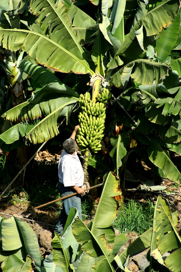 Sector bananero exige mediación de autoridades para encauzar exportaciones con Argentina