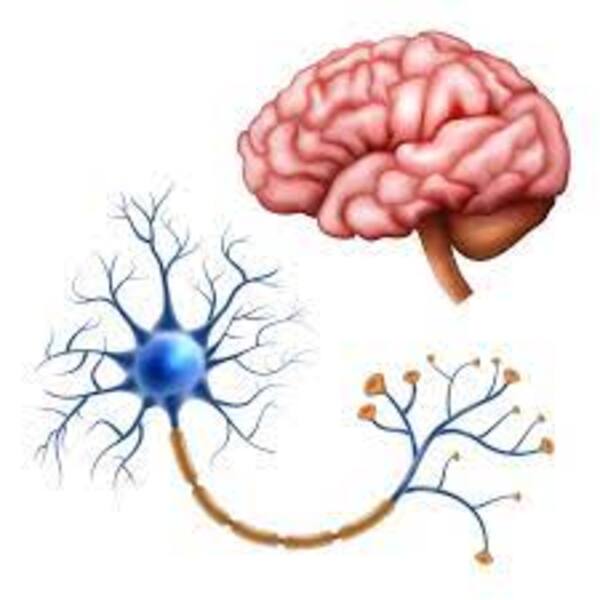 Neurociencia y comunicación - El Independiente