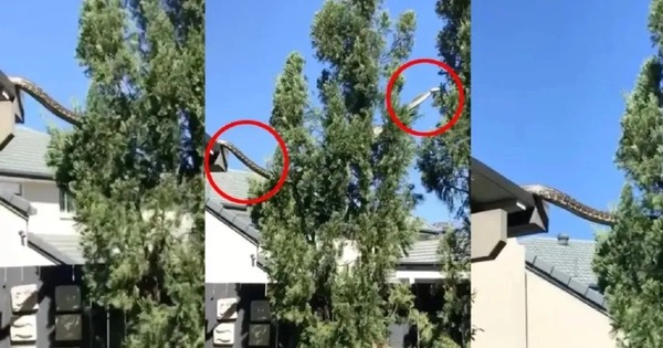 Diario HOY | VIDEO| Una pitón gigante baja del techo de una casa y causa tremendo susto