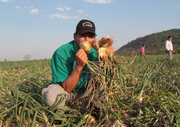 Cebolla en plena cosecha: piden especial protección para asegurar su comercialización total | 1000 Noticias