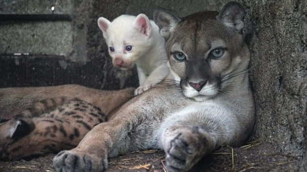 Nace un puma albino en Nicaragua