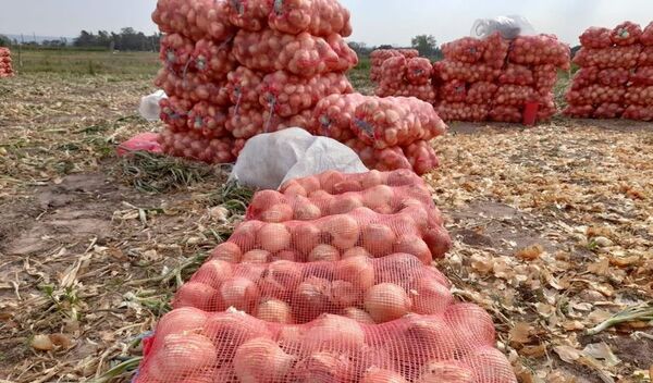 Productores de cebolla amenazan con protesta ante contrabando - ADN Digital