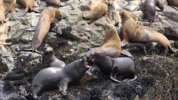 Epidemia: Alta mortandad de lobos marinos por gripe aviar en Argentina