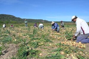 Productores de cebolla no ven el resultado de la lucha contra el contrabando - Economía - ABC Color