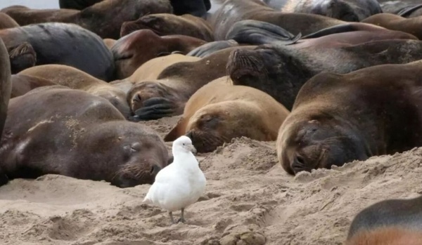 Diario HOY | Detectan alta mortandad de lobos marinos por gripe aviar en Argentina
