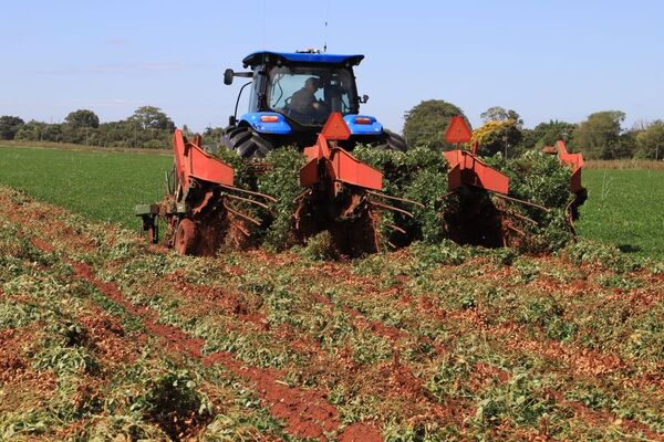 Llega la nueva zafra “Del campo paraguayo al mundo”