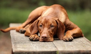 Las mascotas y la leishmaniasis | Telefuturo
