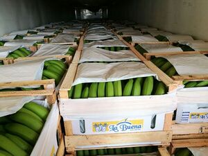 Falta de pagos desde Argentina preocupa a exportadores de banana - La Tribuna