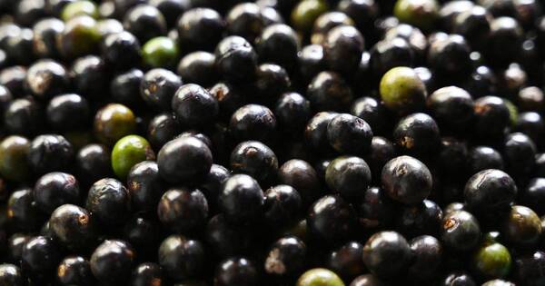La Nación / El açaí, la estrella amazónica