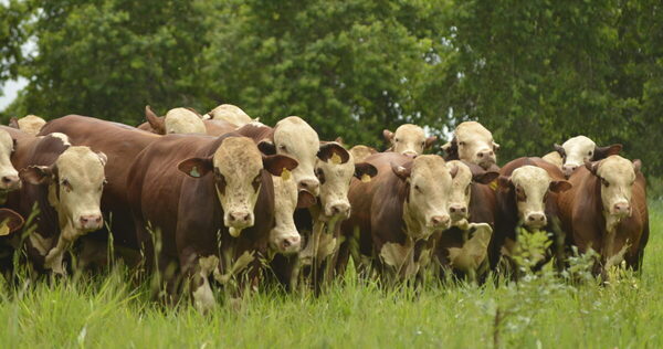 Bangor remata el sábado 80 toros Brangus y Braford de Forestal y Ganadera Don Pedro