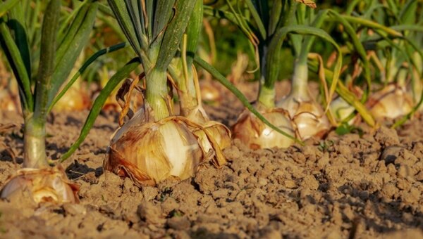 Plazo de productores de cebolla al Gobierno termina este viernes.