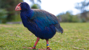 Diario HOY | Una ave "prehistórica" que se creía extinta regresa a su hábitat en Nueva Zelanda