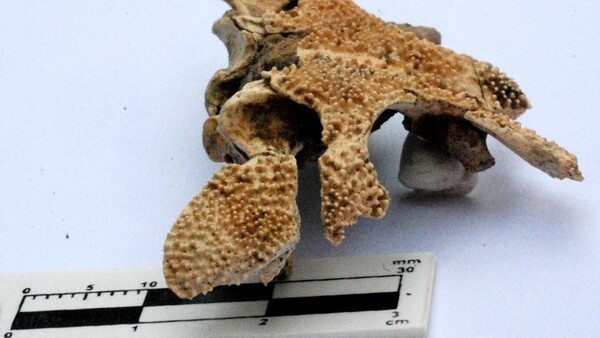 Hallan en Argentina el cráneo de nueva especie de anfibio prehistórico