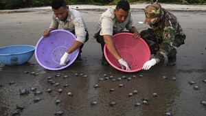 Liberan miles de tortuguitas en riesgo de extinción, en playa de Nicaragua