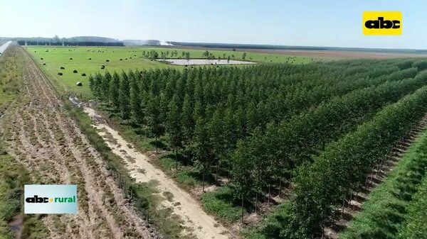 Video: Caazapá crece como importante polo en forestal - ABC Rural - ABC Color