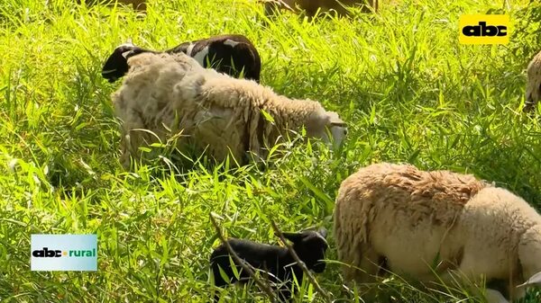 Video: cría de ovinos en sistema silvopastoril - ABC Rural - ABC Color