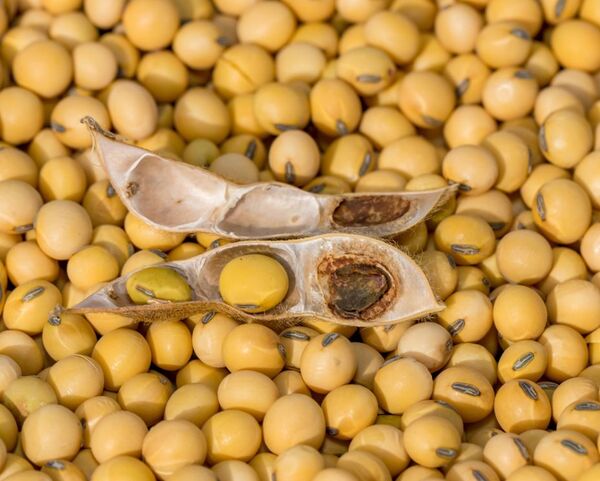 Zafra 2024: Producción sojera afronta nueva incertidumbre por efectos climáticos - MarketData