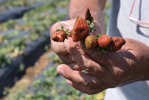 Areguá: para afrontar la crisis económica, frutilleros desean incursionar en rubros alternativos - Nacionales - ABC Color