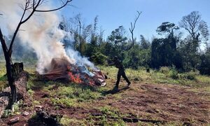 SENAD anuló cultivos de marihuana en Ñacunday, en la frontera con Argentina – Diario TNPRESS