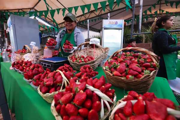 Gran feria de frutillas desde este jueves en el Shopping Multiplaza - .::Agencia IP::.