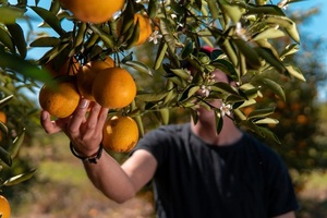 Sector frutihortícola se posiciona como principal empleador en el Sur del país - MarketData