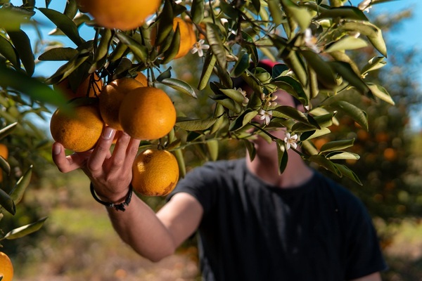 Sector frutihortícola se posiciona como principal empleador en el Sur del país - MarketData