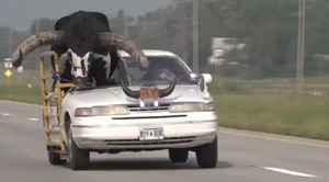 Detienen a hombre por llevar a un gran toro en el asiento de copiloto