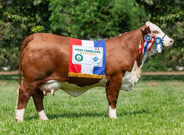 Rancho Tajy ofrece genética seleccionada y adaptada en Braford, Brahman y Brangus, hoy viernes