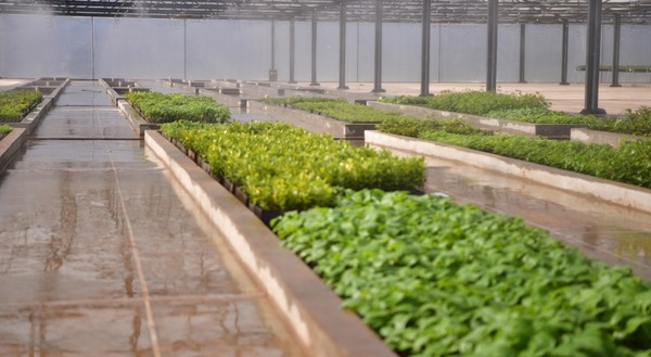 Vivero de ITAIPU incorpora moderno banco de germoplasma para conservar semillas
