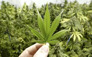 Alemania podría recibir “lluvia de euros” por legalización de cannabis | 1000 Noticias