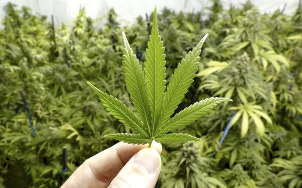 Alemania podría recibir “lluvia de euros” por legalización de cannabis | 1000 Noticias