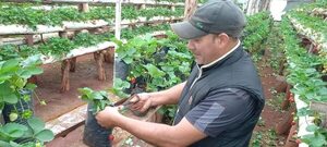 Itapúa: oportuna lluvia para aprovechar los ciclos lunares para cultivo de plantas - Clima - ABC Color